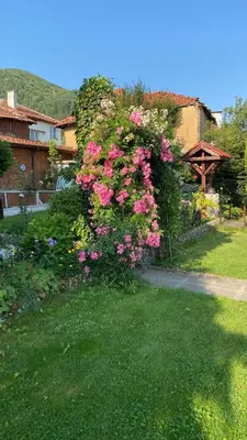 a bush with pink flowers in a yard at Guest House Simona in Sapareva Banya