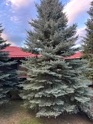 Gallery image of Родопска къща in Chepelare