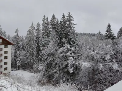a group of trees covered in snow next to a building at Sunny Mountain View Villa Kometa in Pamporovo