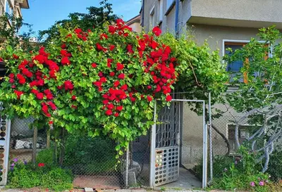 a bunch of red flowers hanging over a gate at Paganini House close to Center and Rowing Canal in Plovdiv