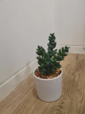 a small cactus in a white pot on a table at West Park in Sofia