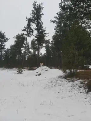 a dog standing in a snow covered field with trees at Tranquility Apartment Pirin Golf in Razlog