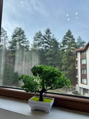 a small bonsai tree sitting in a window at Kosara Apartment Home2Host in Bansko