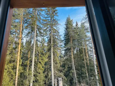 a window in a train looking at trees at Борово ухание Говедарци Pine scent Govedartsi in Govedartsi