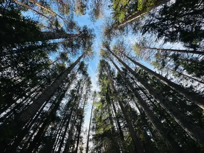 a view of the sky in a forest with tall trees at Борово ухание Говедарци Pine scent Govedartsi in Govedartsi