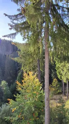 a group of pine trees in a forest at Apartments Pamporovo, Green life apartment hotel in Pamporovo