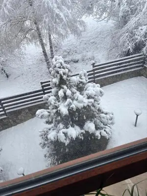 a snow covered tree in front of a fence at Apartment at the foot of Pirin in Bansko
