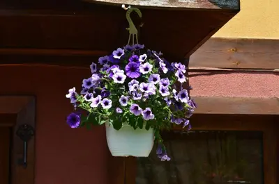 a pot of purple flowers hanging from a wall at Guest House Zlatniyat Telets in Koprivshtitsa