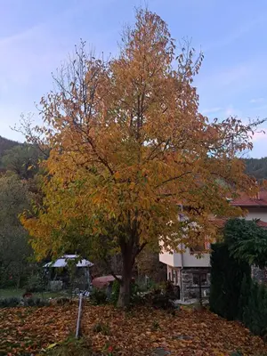 a tree with colorful leaves in front of a house at River Garden in Beli Osŭm