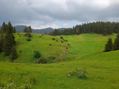 a green grassy hill with trees on top of it at Daisy Forest in Borino