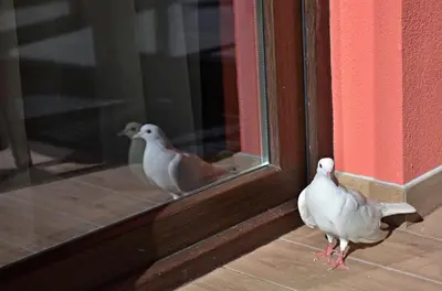 two white birds standing next to a glass door at Guest House Colori in Tsigov Chark