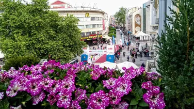 a bunch of purple flowers in front of a street at Guest House Fun and Rest in Plovdiv