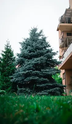 a large pine tree in front of a building at Holiday Apartment 7 in Hisarya