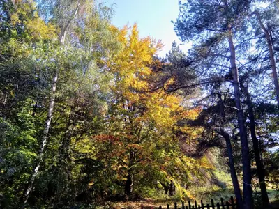 a group of trees with autumn leaves at Villa Vanessa Koprivki Area in Tsar Kaloyan