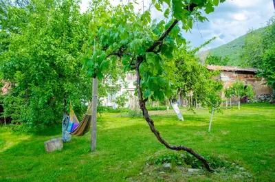 a hammock in a yard next to a tree at Danailovi Guest House in Sapareva Banya