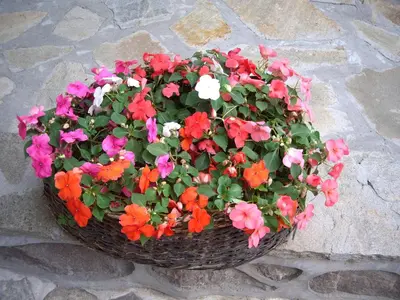 a basket filled with flowers on a stone ground at Popsokol House in Bratsigovo