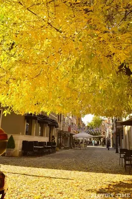 a tree with yellow leaves on a city street at Central Park Studio in Plovdiv