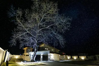 a tree in front of a house at night at Vila Antik in Garmen