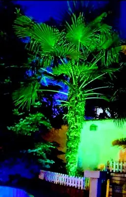 a green palm tree in front of a building at Guest House Sofia in Sandanski
