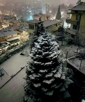 a snow covered christmas tree in a city at Guest House Sofia in Sandanski