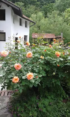 a bunch of flowers in front of a house at Guest House Planinska Sreshta in Balkanets