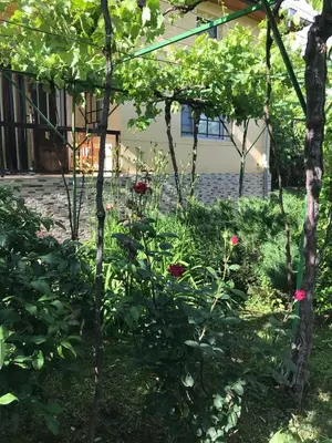 a garden with red roses in front of a building at Guesthouse Planinsko Gnezdo in Tŭzha
