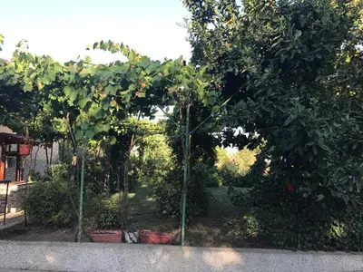 a group of trees with oranges growing on them at Guesthouse Planinsko Gnezdo in Tŭzha
