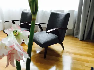 two chairs in a living room with a plant at Design Apartment in Park in Sofia