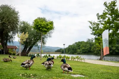 a group of ducks standing in the grass near a lake at Комплекс язовир Валтата Komplex yazovir VALTATA in Samuilovo