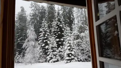 a view of a snow covered forest from a window at Chalet Taffski in Borovets