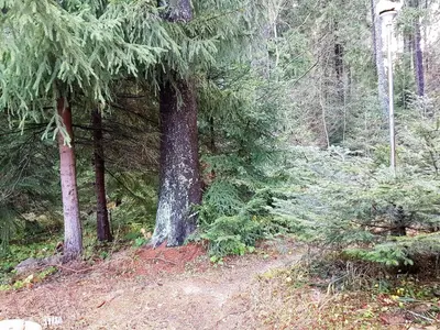a dirt trail in a forest with trees at Chalet Taffski in Borovets