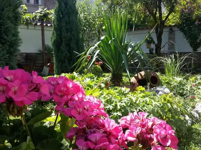 a garden filled with pink flowers and plants at Keremidchieva Kushta Guest House in Sandanski