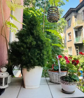 a group of potted plants sitting on a balcony at Lovely place in Sofia