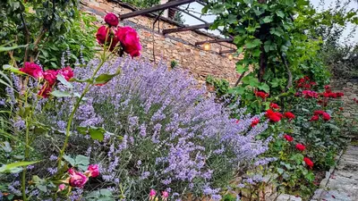 a garden with pink and purple flowers and a brick wall at Kalinia Guesthouse B&B in Kovachevitsa