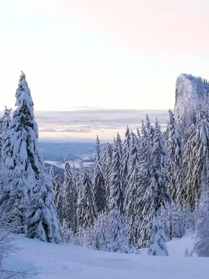 a group of snow covered trees in a snow covered forest at Hotel Elitza in Pamporovo
