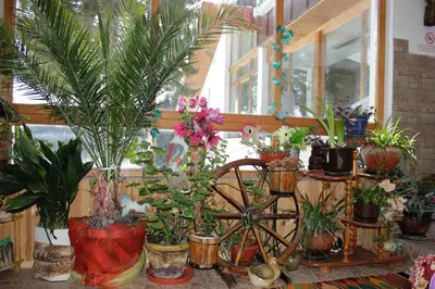 a room with a bunch of potted plants and a wheel at Hotel Elitza in Pamporovo