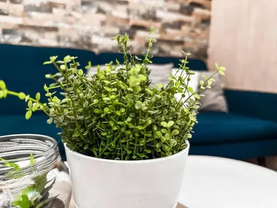 a green plant in a white bucket on a table at 2BDR Heart of Sofia AC Fully Equipped in Sofia