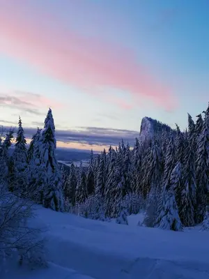 a group of trees in the snow at sunset at Elitza Villa in Pamporovo