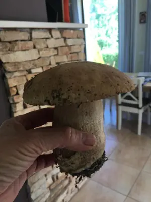 a person holding a mushroom in front of a brick wall at Eco Residence in Ribarica