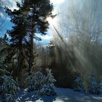 a winter scene of a forest with snow and trees at Fortuna Apartments in Bansko