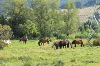 a group of horses grazing in a field at Fortuna Apartments in Bansko