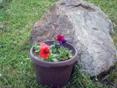 a plant in a pot next to a rock at The Lake Villa in Smolyan