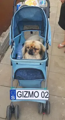 a dog is sitting in a baby carriage at Libera in Sofia