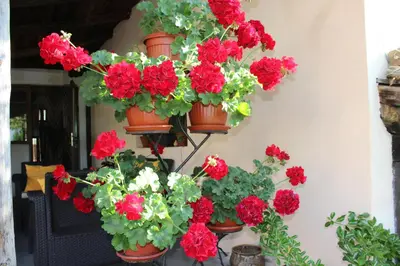 a bunch of red geraniums in flower pots on a wall at Старата Тонина къща in Dobrinishte