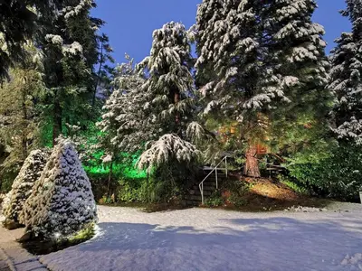 a group of trees with snow on them at Park Hotel Amfora -Free Parking in Sofia