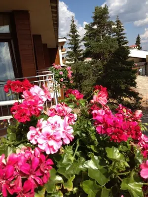 a bunch of pink flowers in front of a house at Dafovska Hotel in Pamporovo