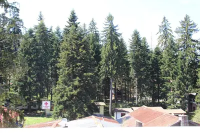 a group of pine trees in front of houses at PM Services Royal Plaza Apartments in Borovets