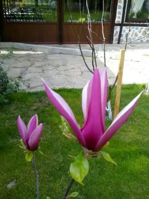 two pink flowers in the grass in a yard at Хотел Свети Трифон in Melnik