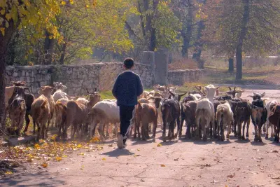 a man herding a herd of goats down a road at Lavender Lodge in Rupkite
