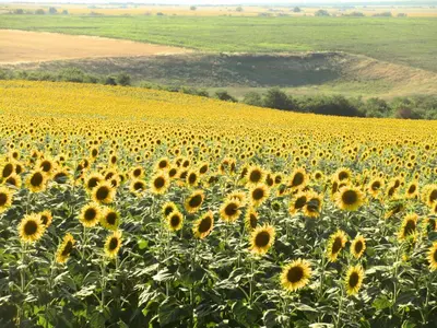 a field of sunflowers in the middle of a field at Lavender Lodge in Rupkite